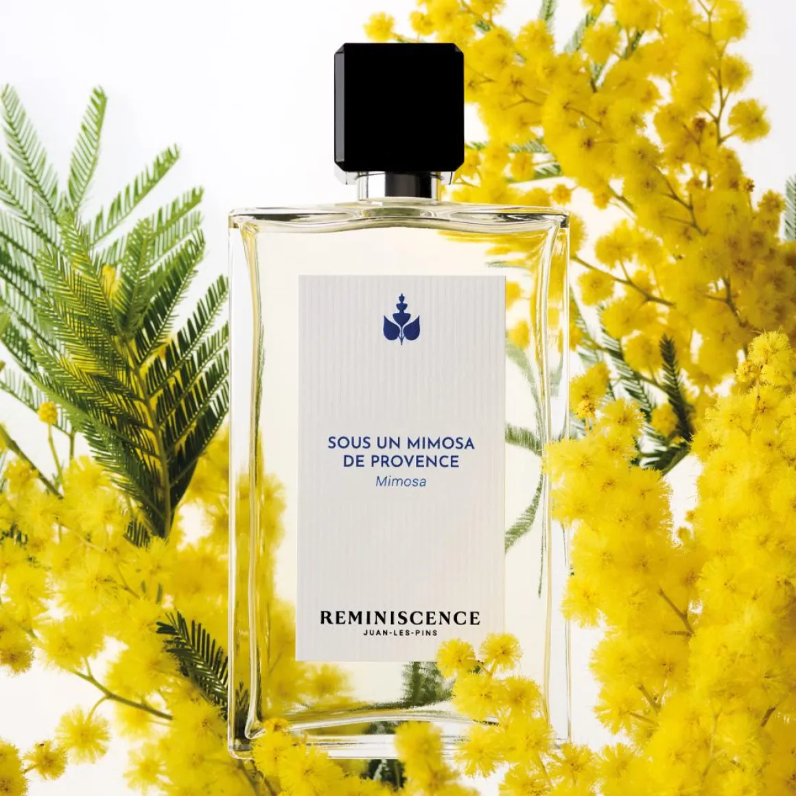 Sous Un Mimosa De Provence Intense Kopen